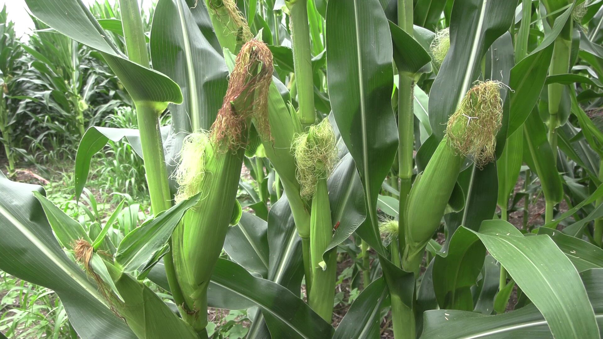 Crop season shows strong progress despite lower rainfall